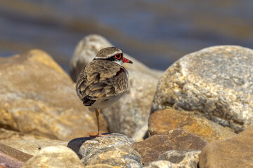 Black-fronted Dotterel in Northern Territory Australia