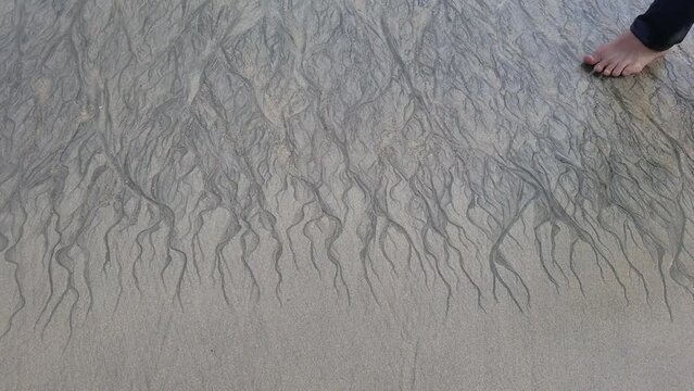 Abstract root pattern by the beach