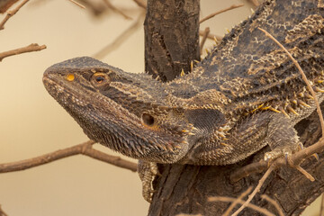 Central Bearded Dragon in Northern Territory Australia