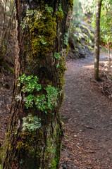 Fototapeta na wymiar Lake St Clair Australia, lichen growing on a tree trunk beside walking trail