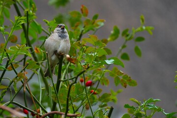 sparrow on a tree among the leaves