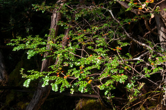 Lake St Clair Australia, branch of a nothofagus cunninghamii, or myrtle beech in forest