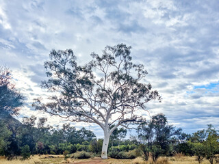 Ghost Gum White Eucalyptus Tree in Northern Territory Australia