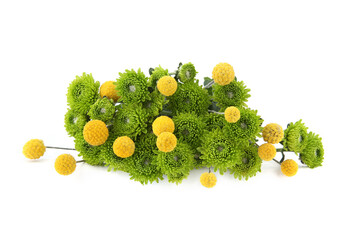 Green chrysanthemum and yellow craspedia flowers isolated on white background. Border of mini...