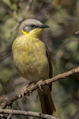 Grey-headed Honeyeater in Northern Territory Australia