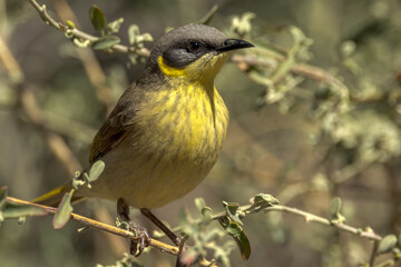 Grey-headed Honeyeater in Northern Territory Australia