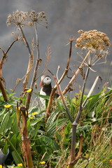 Atlantic puffin (Fratercula arctica) in grassy vegetation on the cliffs of Dyrholaey, Southern Iceland, Europe.