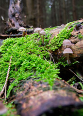 Mycena rubromarginata, bonner, fungus on a rotting trunk