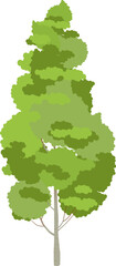 Green foliage tree. Aspen plant. Nature symbol