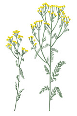 Two blooming tansy flowers, Tanacetum vulgare, herbal plant, digital illustration isolated on transparent background