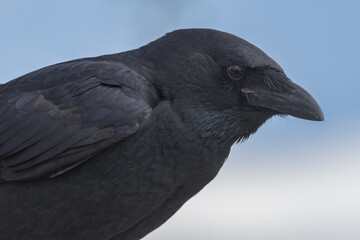 Little Crow in Northern Territory Australia