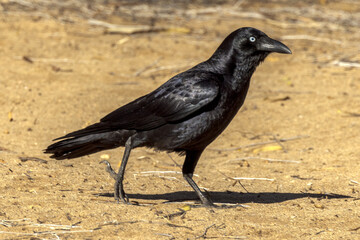 Little Crow in Northern Territory Australia