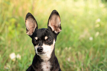 a dog on a walk. portrait of a dog