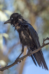 Little Crow in Northern Territory Australia