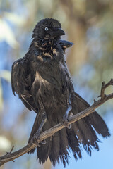 Little Crow in Northern Territory Australia