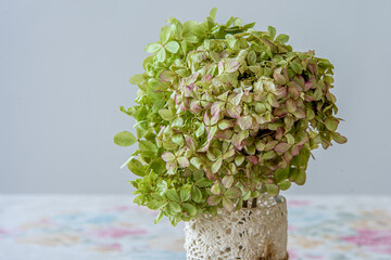 Hortensja krzewiasta ścięta, bukiet kwiatów w ozdobnym wazoniku © Franciszek