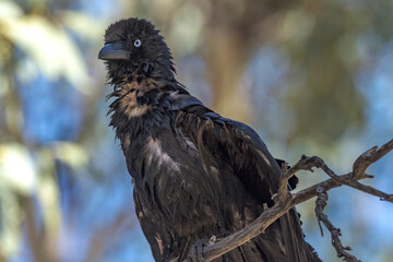 Little Crow in Northern Territory Australia