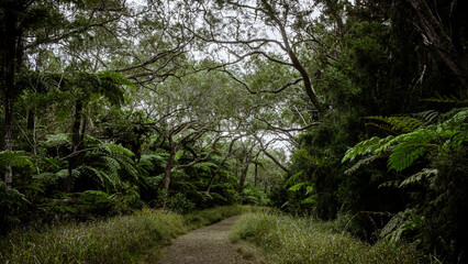 Une balade en forêt à La Réunion