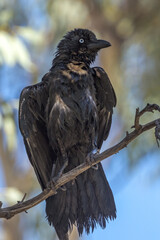 Little Crow in Northern Territory Australia