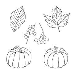 Set of pumpkins autumn berries and leaves outline hand drawn vector illustration