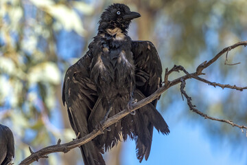 Little Crow in Northern Territory Australia