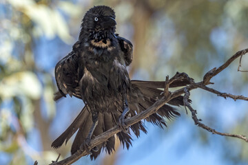 Little Crow in Northern Territory Australia