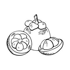 composition of mangosteen, whole tropical fruit and two cut halves, contour drawing by hand, hatching