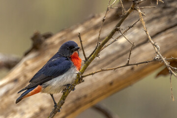 Mistletoebird in Northern Territory Australia