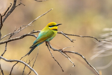 Rainbow Bee-eater in Northern Territory Australia