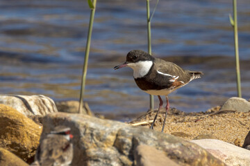Red-kneed Dotterel in Northern Territory Australia