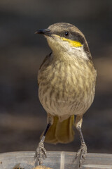 Singing Honeyeater in Northern Territory Australia