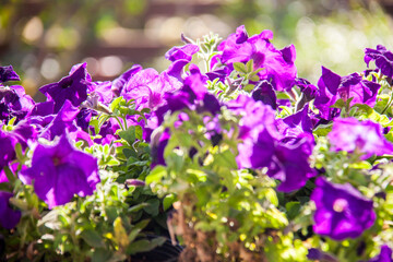 Obraz premium Nature Photography, Plant, Flower and rose. Photo is selective focus with shallow depth of field. Photo taken at Cairo Egypt