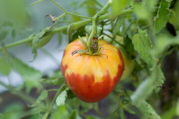 Tomatoes do not turn red at the peduncle, unripe areas of the tomato on top, problems of the garden, uneven degree of maturity of tomatoes in the greenhouse