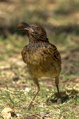 Western Bowerbird in Northern Territory Australia