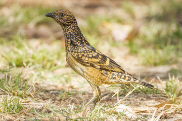 Western Bowerbird in Northern Territory Australia