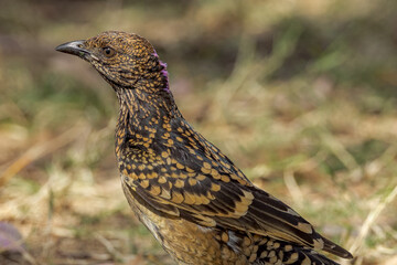 Western Bowerbird in Northern Territory Australia