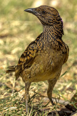 Western Bowerbird in Northern Territory Australia