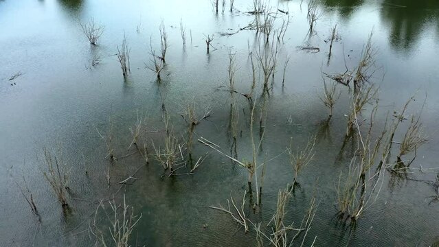 Drone view of dead trees standing in a lake
