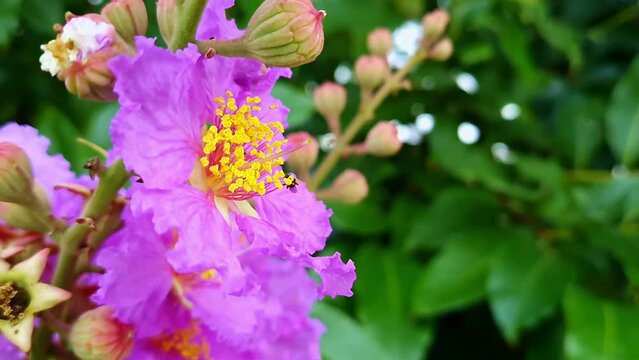 A close view of Lagerstroemia speciosa flowers and buds