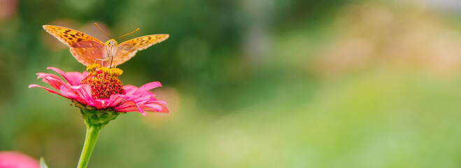 A beautiful orange butterfly sits on a pink flower. Beauty is in nature. The butterfly drinks nectar and pollinates flowers. Natural background.