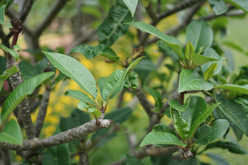 green tree leaf detail in home garden