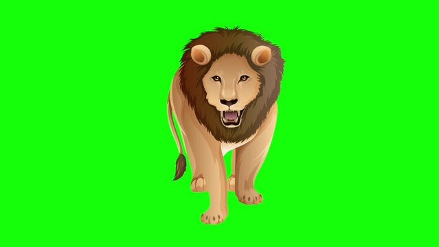 Lion Standing Animation, cheerful cartoon Lion 2D animation, green screen