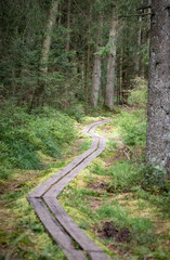 Obraz premium Landscape photo of a path in the forest or woods