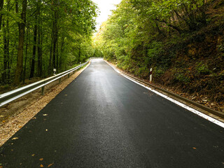 nature summer forest road