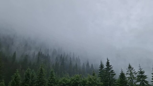 Misty fir forest background. Idyllic and moody scene with clouds moving above the pine trees. Natural landscape with coniferous woods on the mountain hills covered with fog