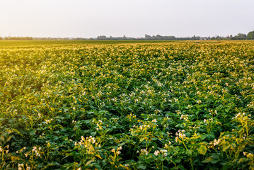 Fototapeta na wymiar Blooming potato field at sunset