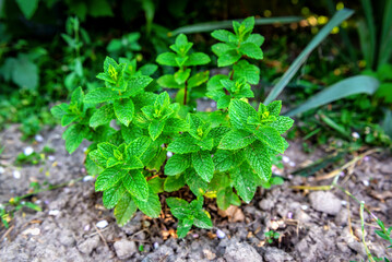 Green mint plant in the garden