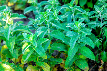 Mint plant in growth at vegetable garden