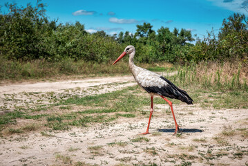 Fototapeta premium Walking funny life stork bird in the nature