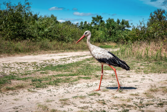 Walking funny life stork bird in the nature